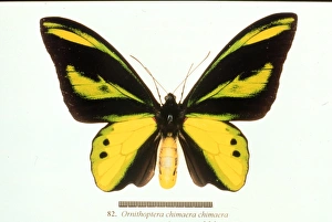 Ornithoptera chimaera, birdwing butterfly Ornithoptera chimaera, birdwing butterfly