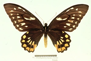 Ornithoptera croesus, birdwing butterfly Ornithoptera croesus, birdwing butterfly