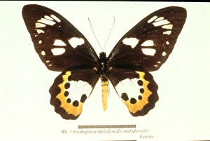 Ornithoptera meridionalis, birdwing butterfly Ornithoptera meridionalis, birdwing butterfly