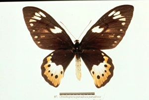 Ornithoptera paradisea, birdwing butterfly Ornithoptera paradisea, birdwing butterfly