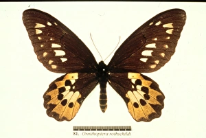 Ornithoptera rothschildi, Rothschilds birdwing Ornithoptera rothschildi, Rothschilds birdwing