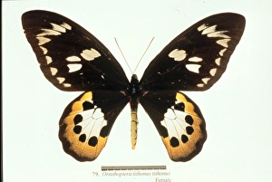 Ornithoptera tithonus, birdwing butterfly Ornithoptera tithonus, birdwing butterfly