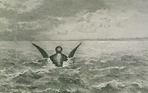 Prints of Head, shoulders and flippers of the ridged marine creature sighted from the royal yacht Osborne off the coast of Sicily (picture 2 of 2) Sicily Prints: Osborne Print of a Marine Creature's Head and Flippers