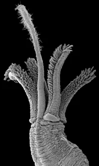 Osedax mucofloris, North sea marine worm Osedax mucofloris, North sea marine worm