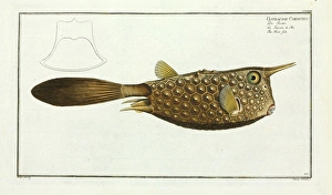 Ostracion cornutus (Lactoria cornuta) Ostracion cornutus (Lactoria cornuta)