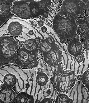 Scanning Electron Microscope Image Prints: Ostracod