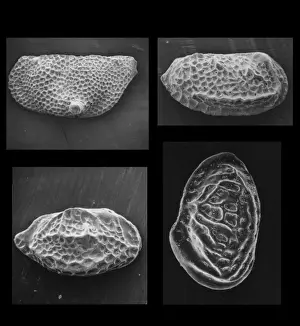 Marine Invertebrates Prints: Ostracods