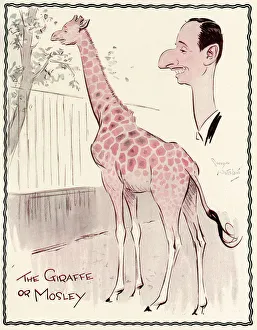 Oswald Mosley as a giraffe by George Whitelaw Oswald Mosley as a giraffe by George Whitelaw