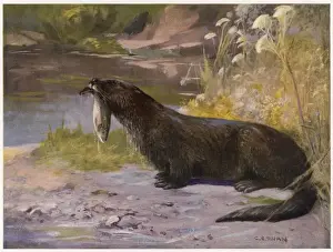 River Wildlife Photos Prints: Otters / Cuthbert Swan