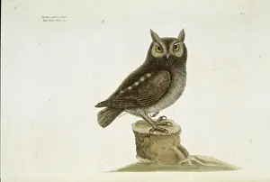Mark Catesby Prints: Otus asio, eastern screech owl