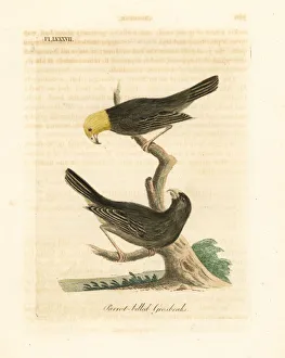 Ou, Psittirostra psittacea. Critically endangered Ou, Psittirostra psittacea. Critically endangered