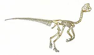 Cretaceous Period Animals Prints: Oviraptor skeleton