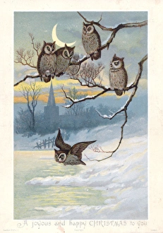 Five owls in moonlight on a Christmas card Five owls in moonlight on a Christmas card