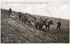 Oxen ploughing on the South Downs near Seaford Oxen ploughing on the South Downs near Seaford
