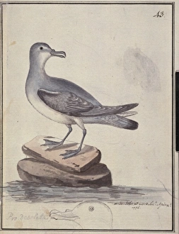 Slender Billed Prion Slender Billed Prion