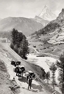 Pack mules trekking below the Eiger mountain Pack mules trekking below the Eiger mountain