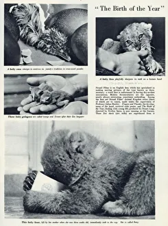 Page from The Bystander reporting on the nature documentaries made by Strand Films under Page from The Bystander reporting on the nature documentaries made by Strand Films under