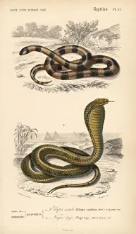 Painted coral snake and Egyptian cobra Painted coral snake and Egyptian cobra