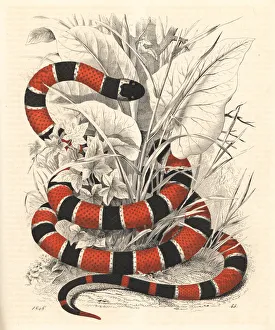 Painted coral snake, Micrurus corallinus Painted coral snake, Micrurus corallinus