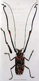 Painted Macropus Print, circa 1815