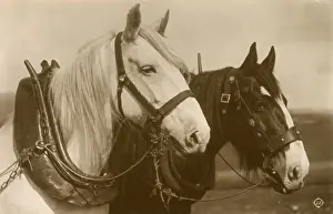 Pair of Working Horses Print, circa 1920s