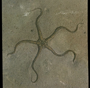 Palaeocoma egertoni, fossil brittle star Palaeocoma egertoni, fossil brittle star