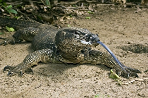 Palawan Monitor Lizard - rests on a path with its Palawan Monitor Lizard - rests on a path with its