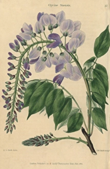 Pale blue and lilac flowered Chinese Glycine Pale blue and lilac flowered Chinese Glycine