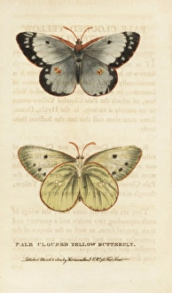 Pale clouded yellow butterfly, Colias hyale Pale clouded yellow butterfly, Colias hyale