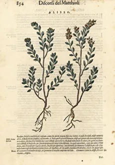 Pale madwort or yellow alyssum, Alyssum alyssoides Pale madwort or yellow alyssum, Alyssum alyssoides
