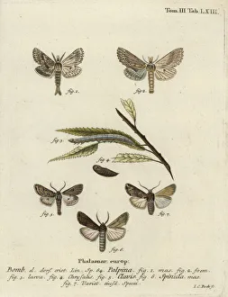 Pale prominent, heart and club, and dark sword-grass Pale prominent, heart and club, and dark sword-grass