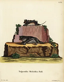 Pallas mastiff bat, Vespertilio molossus Pallas mastiff bat, Vespertilio molossus