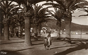Palm trees on the beach at Oran, NW Algeria Palm trees on the beach at Oran, NW Algeria