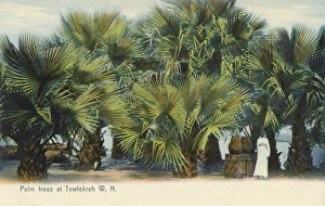 Palm Trees and the White Nile at Tewfekieh, Sudan Palm Trees and the White Nile at Tewfekieh, Sudan