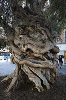 Palma, Mallorca, Spain - Olive tree - Council of Mallorca Palma, Mallorca, Spain - Olive tree - Council of Mallorca