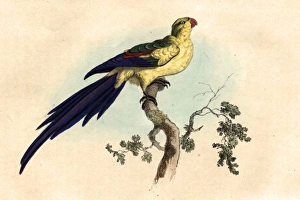 Paloeornis melanura or Black tailed paraquet Paloeornis melanura or Black tailed paraquet