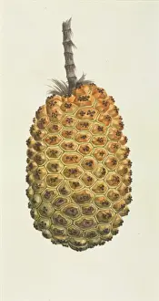 Botanical Drawings China Prints: Pandanus sp