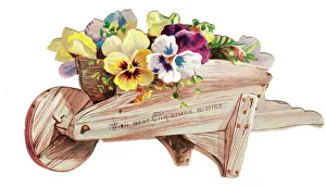 Pansies in a wheelbarrow on a cutout Christmas card Pansies in a wheelbarrow on a cutout Christmas card