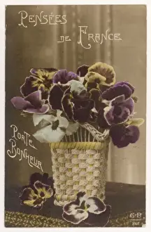 Viola Tricolor Prints: Pansy Postcard