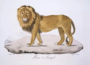 Panthera leo senegalensis, West African Lion Panthera leo senegalensis, West African Lion