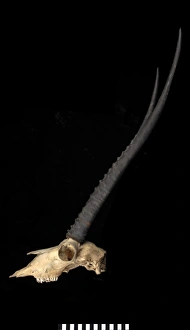 Pantholops hodgsonii (Tibetan antelope or chiru) Pantholops hodgsonii (Tibetan antelope or chiru)