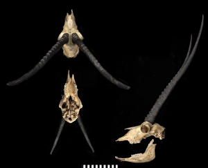 Pantholops hodgsonii, tiibetan antelope or chiru Pantholops hodgsonii, tiibetan antelope or chiru