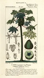 Papaya, papaw or pawpaw tree and fruit, Carica papaya Papaya, papaw or pawpaw tree and fruit, Carica papaya