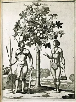 Framed Print : Papaya Tree Etching Print Framed Print : Papaya Tree Etching Print