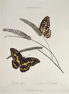 Lepidoptera Illustrations Prints: Papilio epius