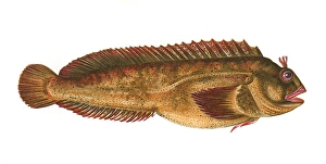 Parablennius gattorugine, or Tompot Blenny Parablennius gattorugine, or Tompot Blenny