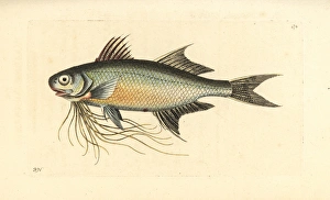 Paradise threadfin, Polynemus paradiseus Paradise threadfin, Polynemus paradiseus