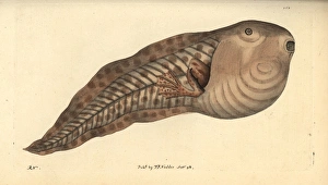 Paradoxical frog, Pseudis paradoxa, tadpole stage Paradoxical frog, Pseudis paradoxa, tadpole stage