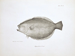 Paralichthys adspersus, fine flounder Paralichthys adspersus, fine flounder