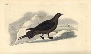 Parasitic Jaeger, Stercorarius parasiticus Parasitic Jaeger, Stercorarius parasiticus